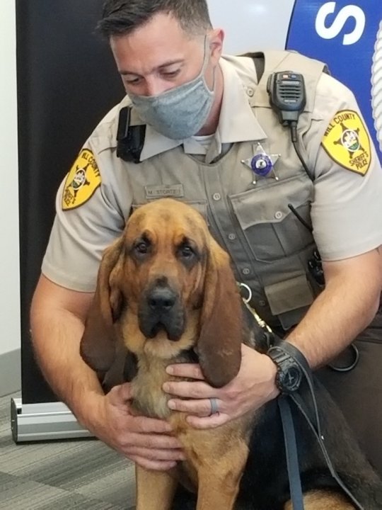 SCENT DISCRIMINATE BLOODHOUND &quot;LIZ&quot; ADDED TO SHERIFF'S K9 UNIT - TRAINED TO LOCATE AT-RISK ADULTS &amp; CHILDREN