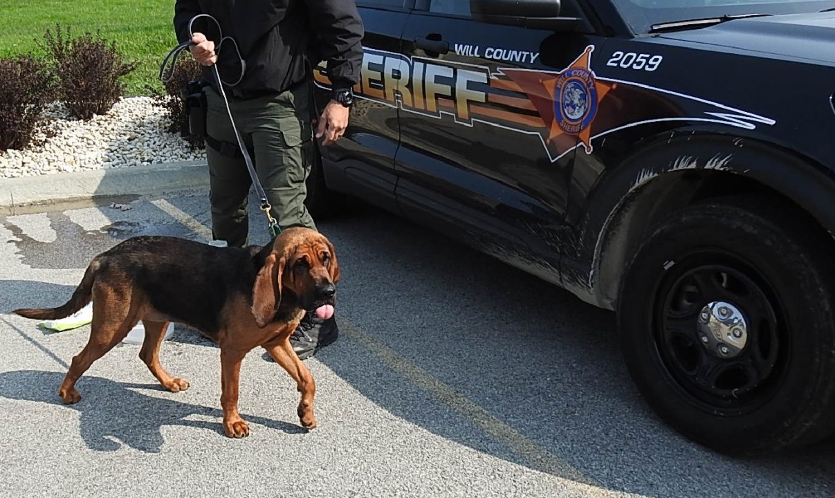 SCENT DISCRIMINATE BLOODHOUND &quot;LIZ&quot; ADDED TO SHERIFF'S K9 UNIT - TRAINED TO LOCATE AT-RISK ADULTS &amp; CHILDREN